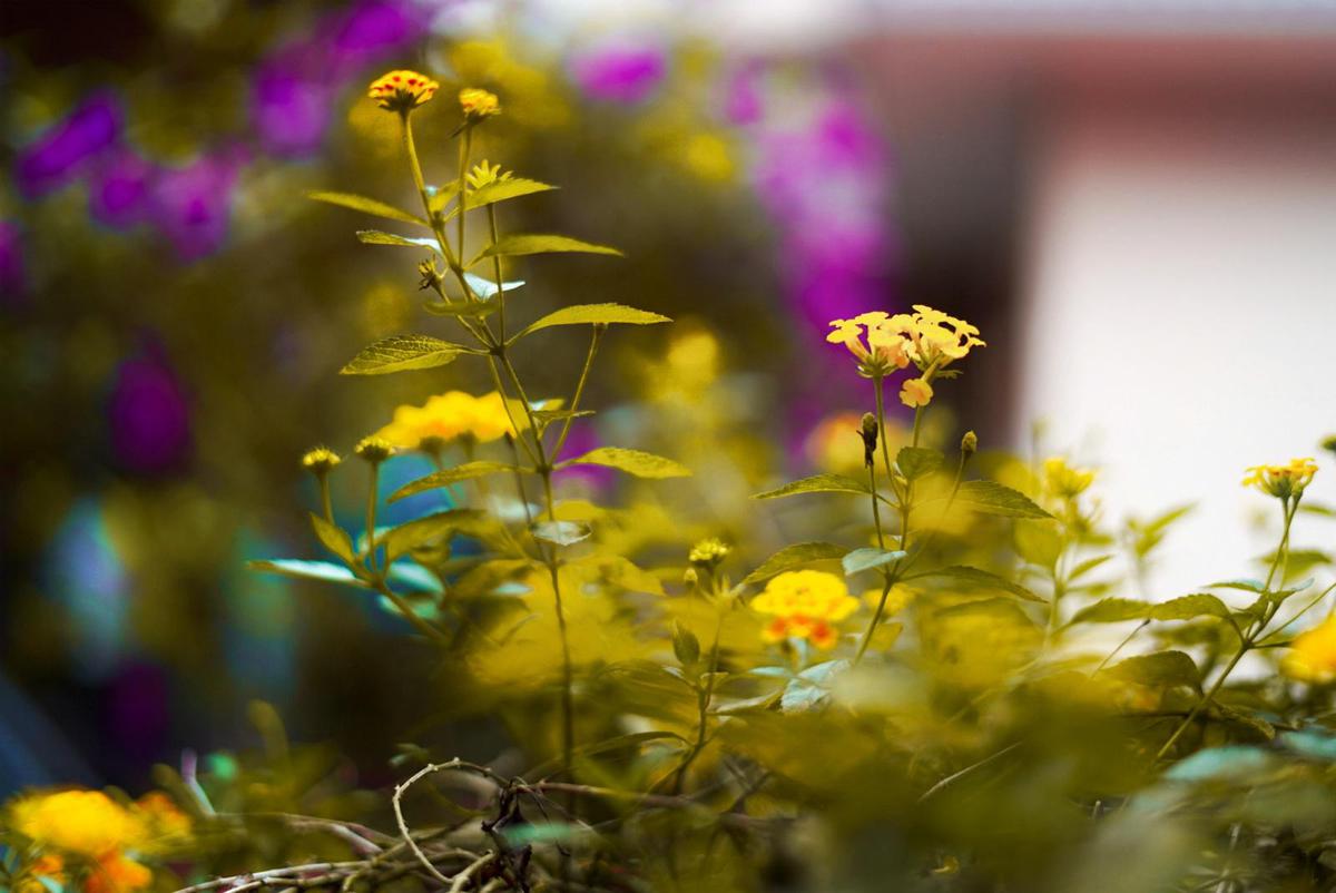 Image of Yellow, Plant, Flower, Spring, Flowering plant, Wildflower etc.