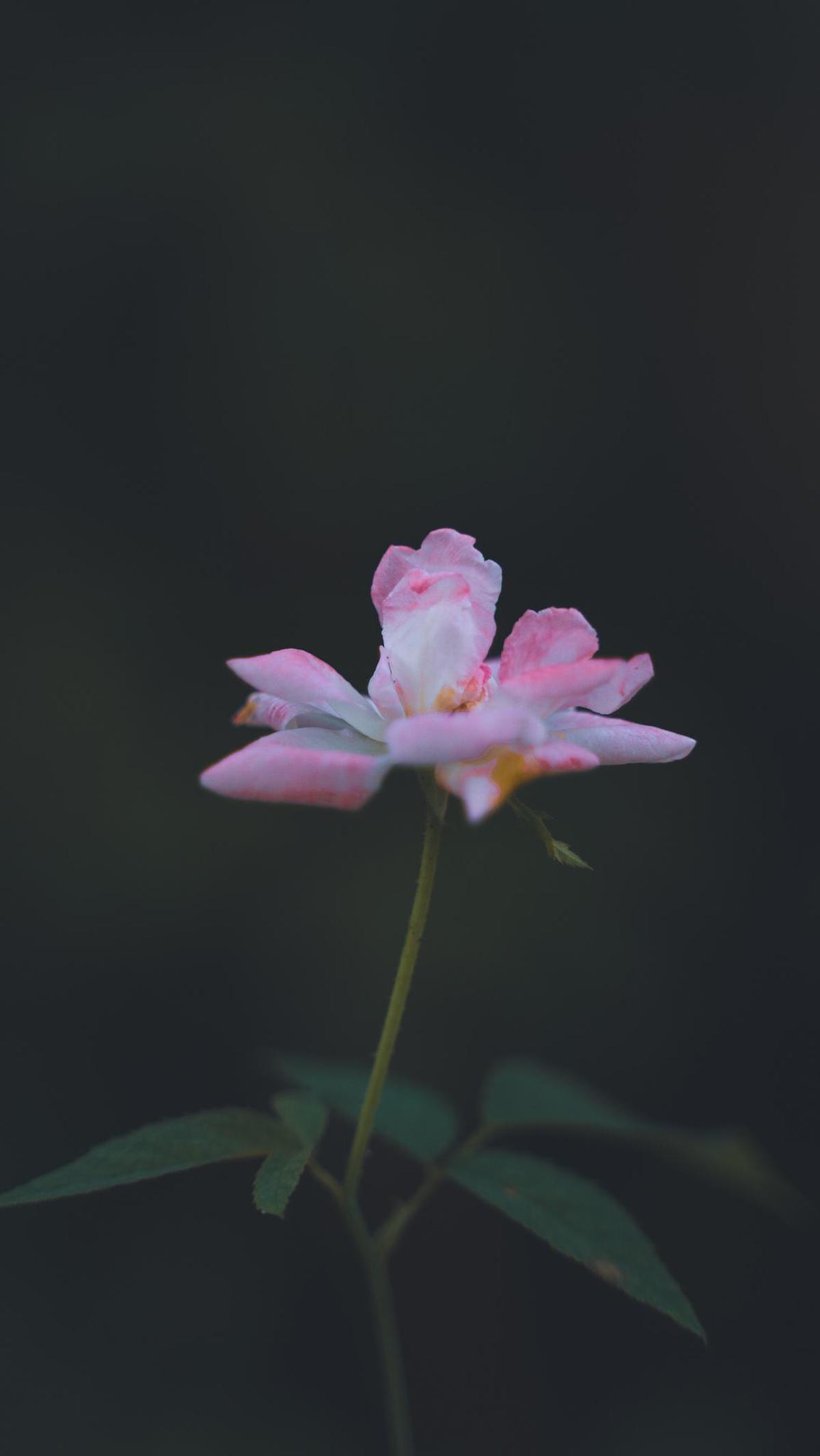 Image of Pink, Plant, Flower, Botany, Flowering plant, Petal etc.