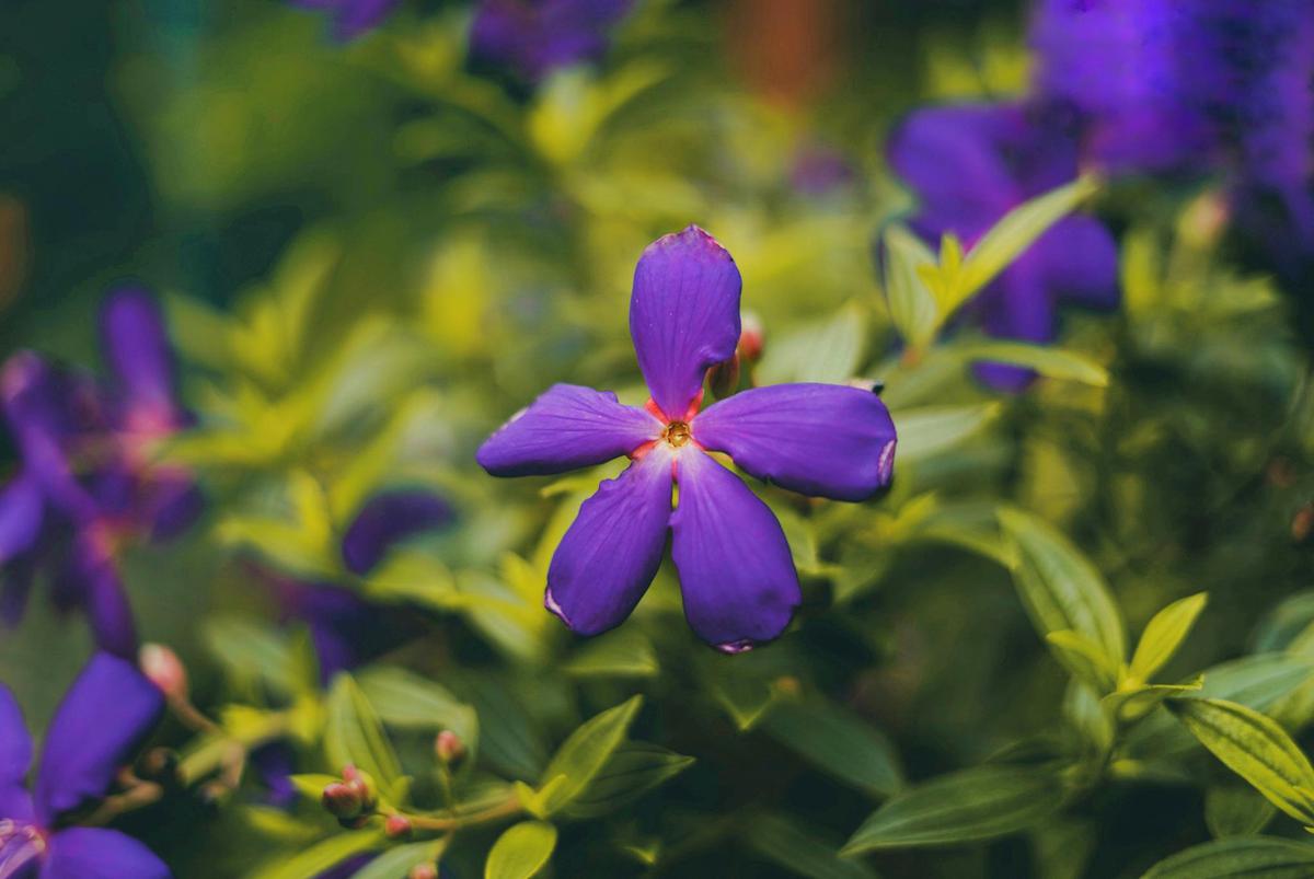 Image of Purple, Plant, Flower, Blue, Botany, Violet etc.