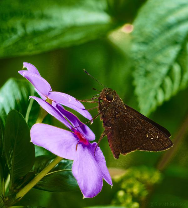Image of Plant, Flower, Insect, Invertebrate, Butterfly, Moths and butterflies etc.