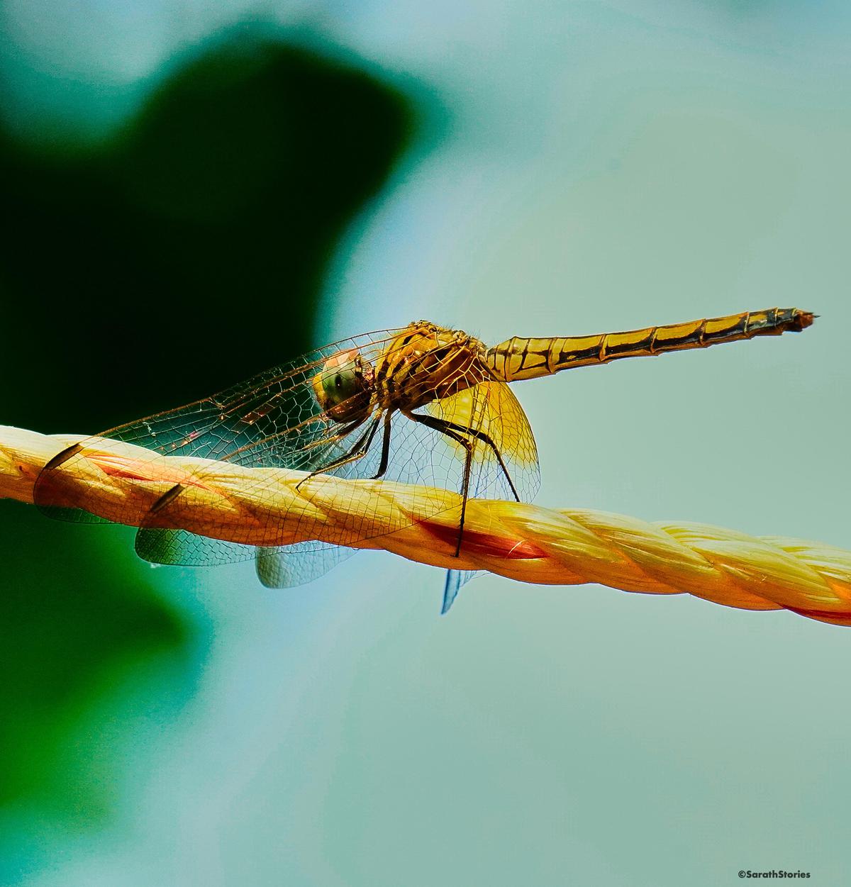 Image of Organism, Close-up, Macro photography, Insect, Invertebrate, Dragonfly etc.