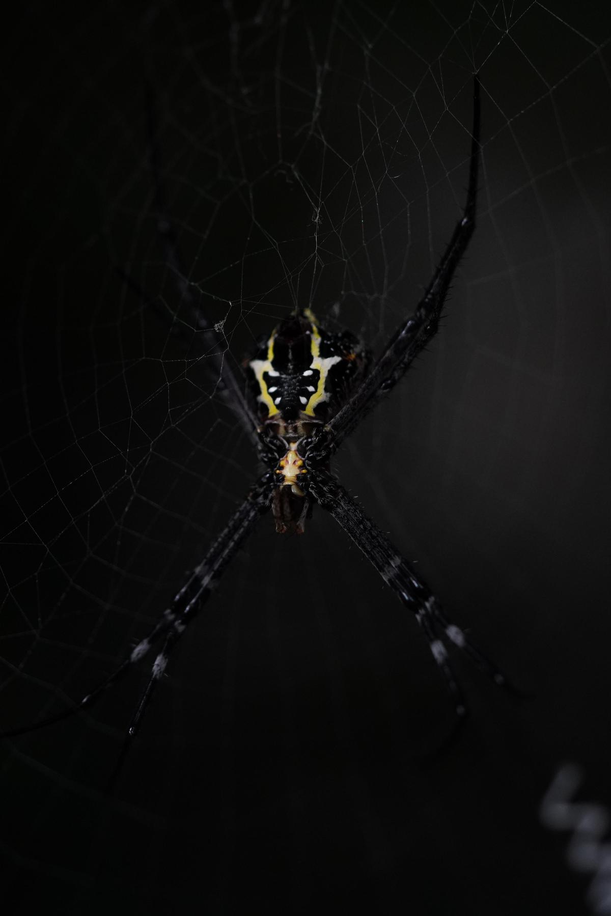 Image of Darkness, Black, Wildlife, Invertebrate, European garden spider, Spider web etc.