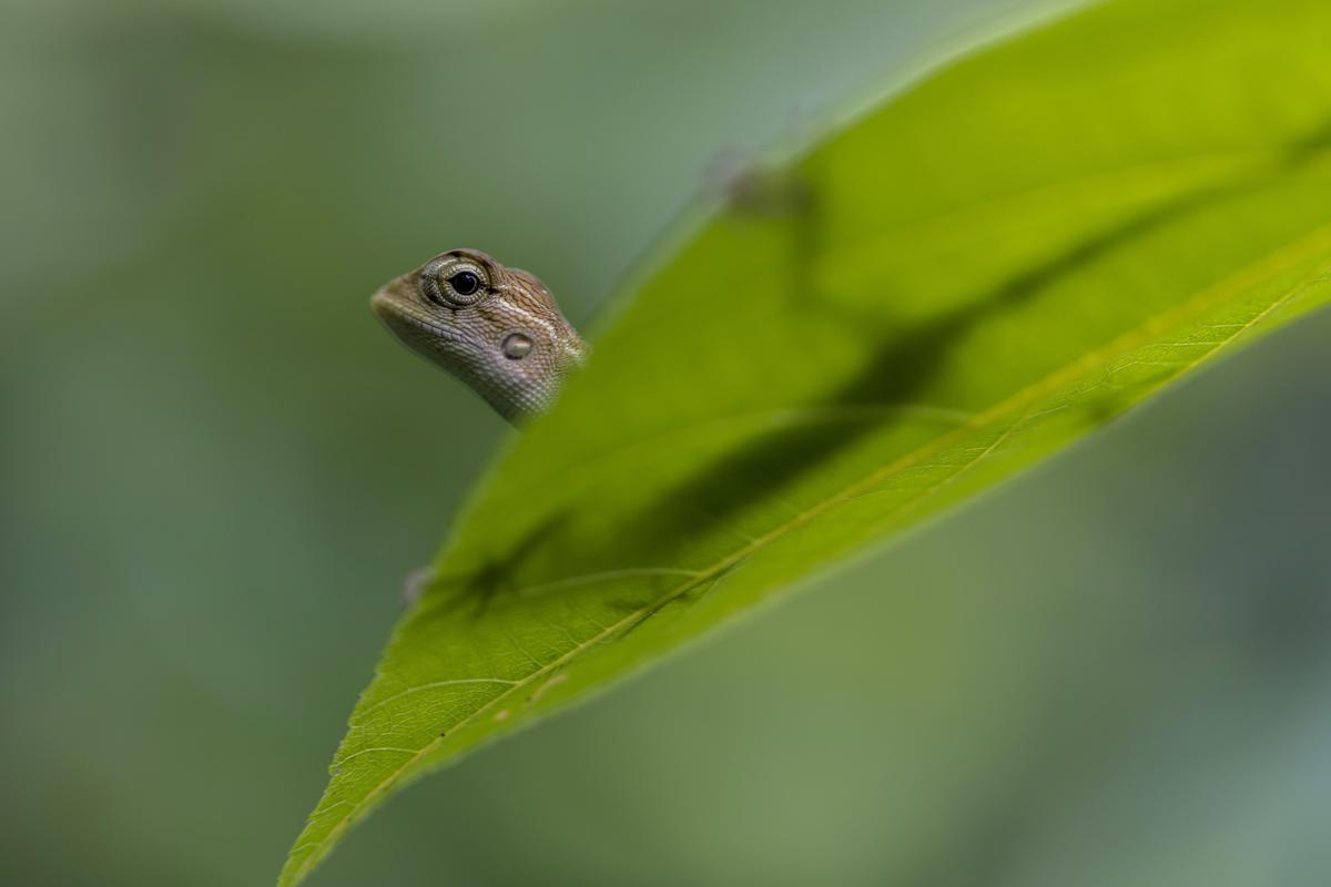 Image of Reptile, Green, Close-up, Macro photography, Leaf, Lizard etc.