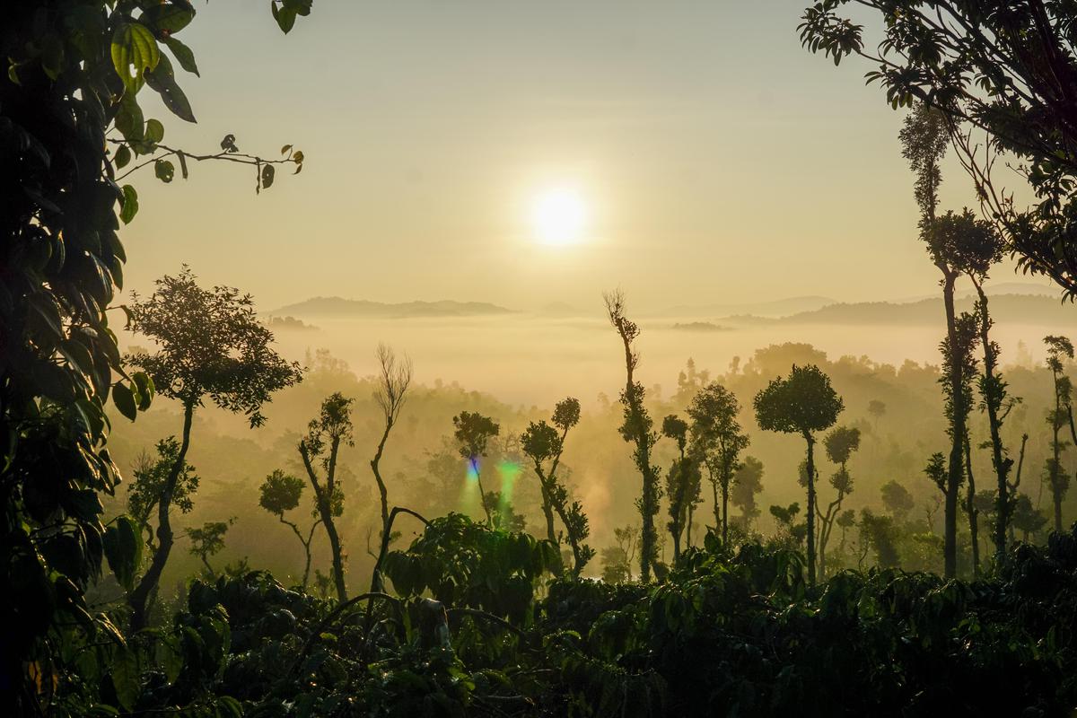 Image of Nature, Atmospheric phenomenon, Sky, Morning, Tree, Sunrise etc.