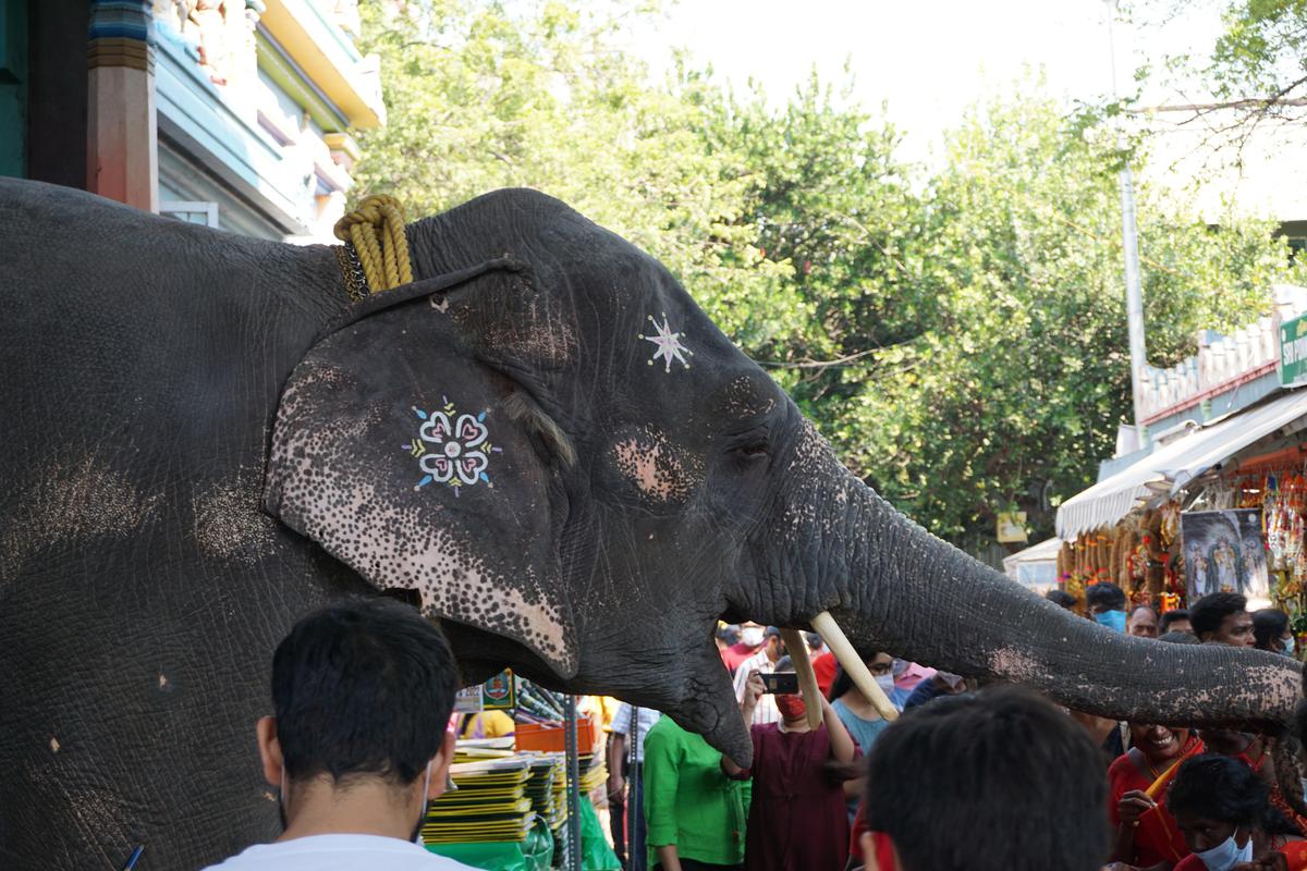 Image of Tree, Organism, World, Elephant, Elephants and Mammoths, Indian elephant etc.