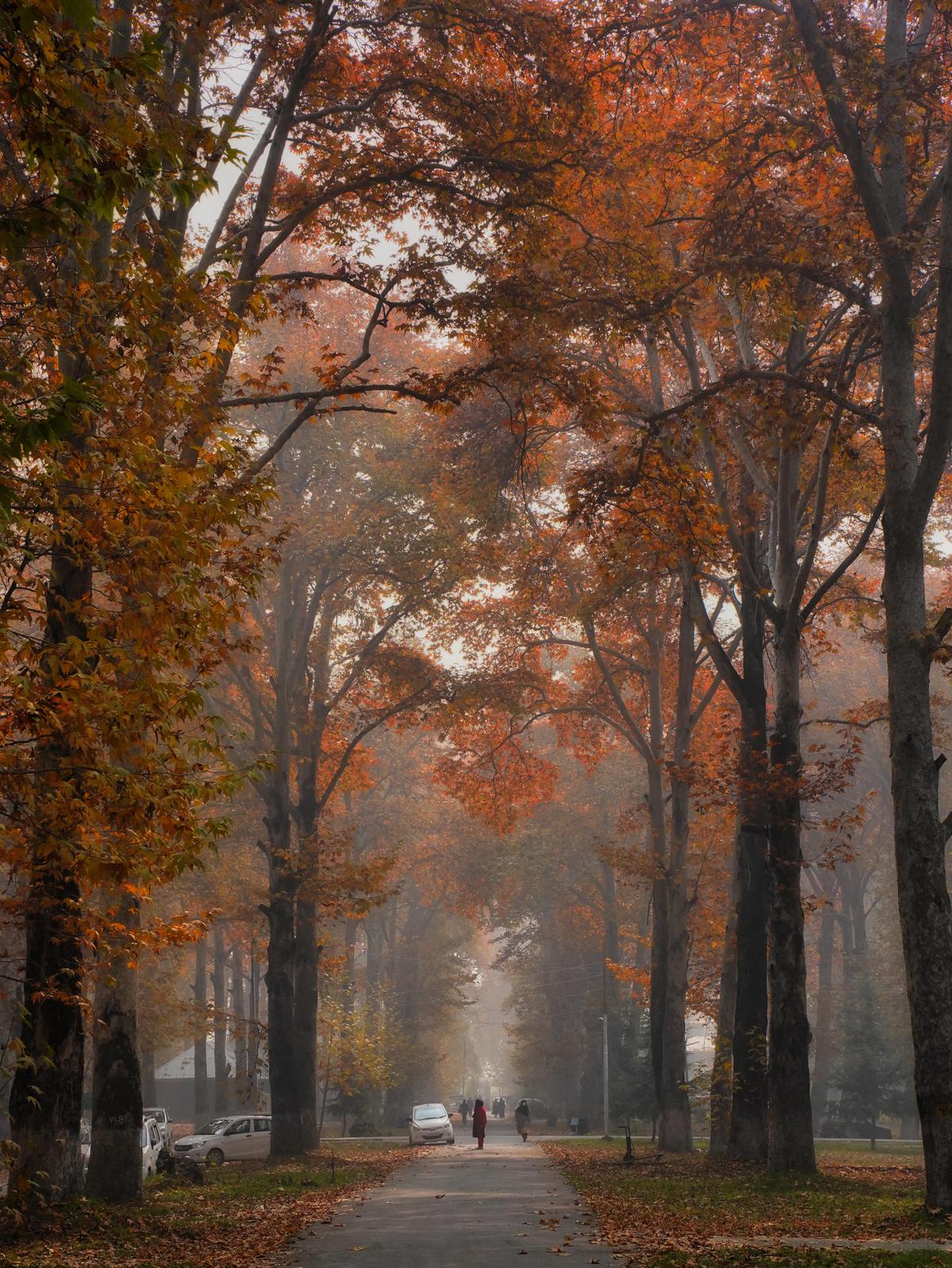 Image of Tree, Branch, Orange, Natural landscape, Infrastructure, Plant etc.