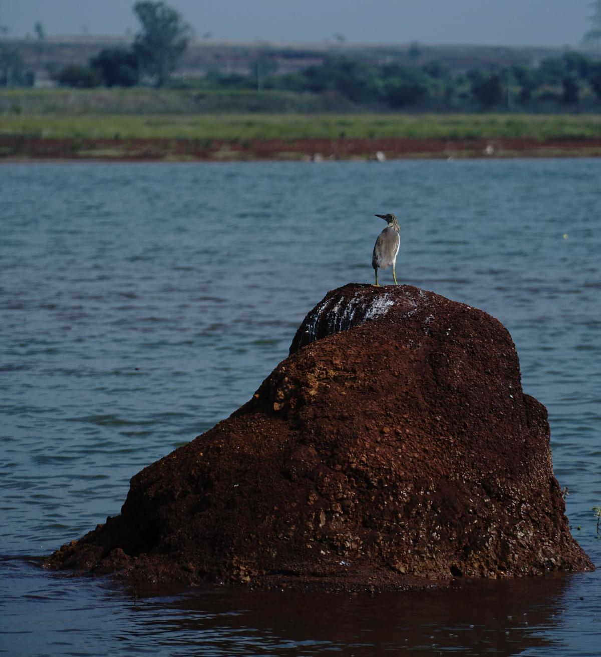 Image of Water, Bird, Rock etc.