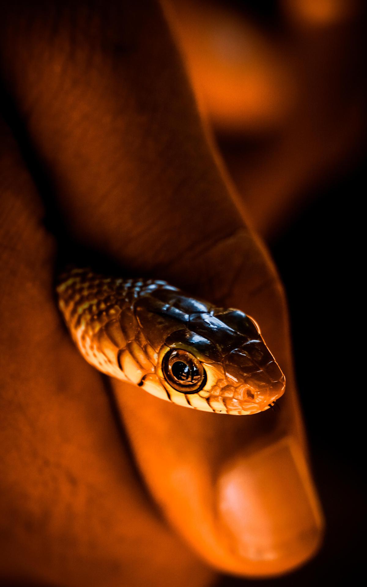 close up amateur pics