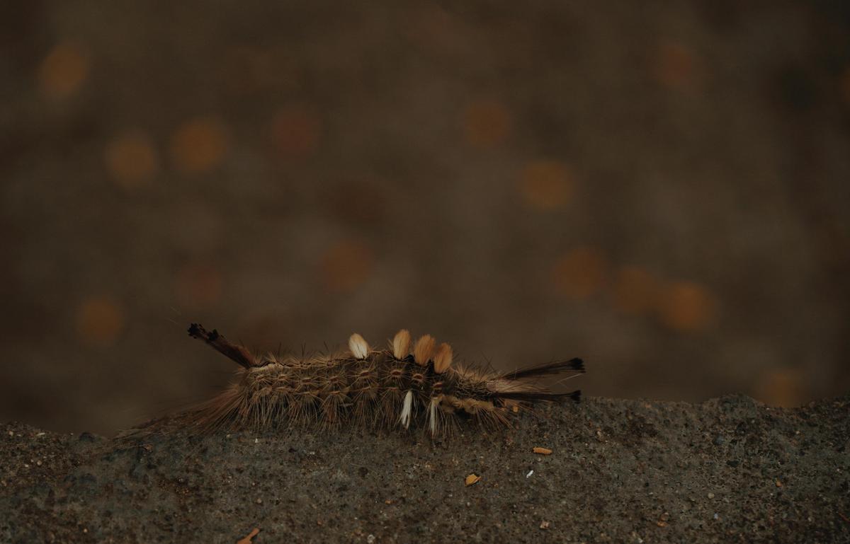 Image of Wildlife, Insect, Invertebrate etc.