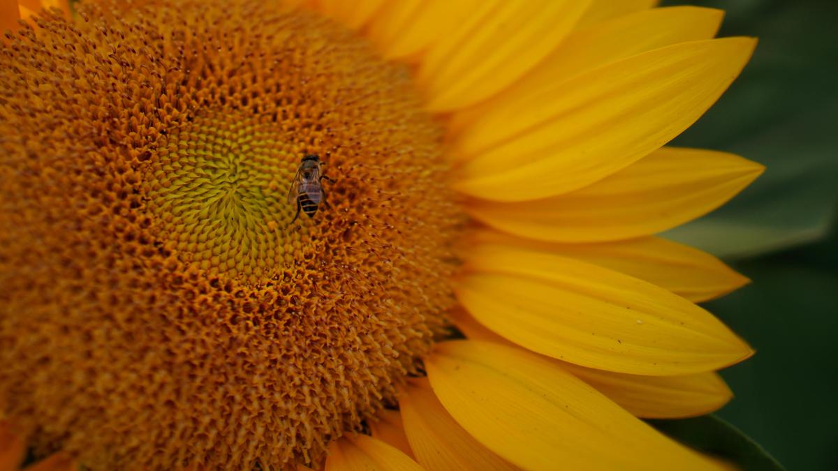 Image of Yellow, Close-up, Macro photography, Plant, Flower, Petal etc.