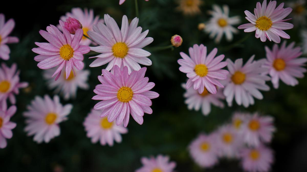 Image of Plant, Flower, Flowering plant, Petal, Aster, new york aster etc.