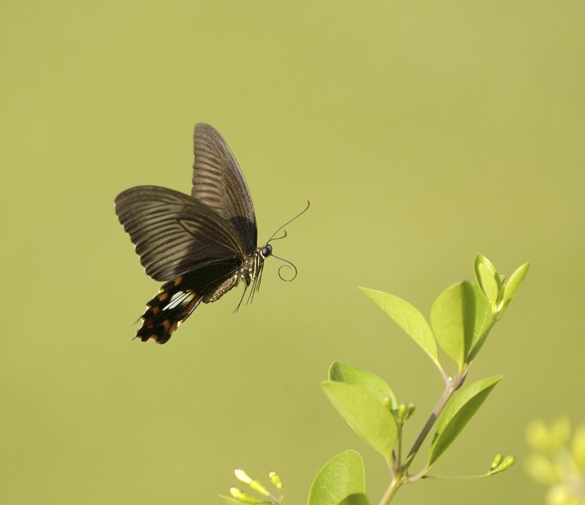 Image of Plant, Insect, Arthropod, Butterfly, Moths and butterflies, Pollinator etc.