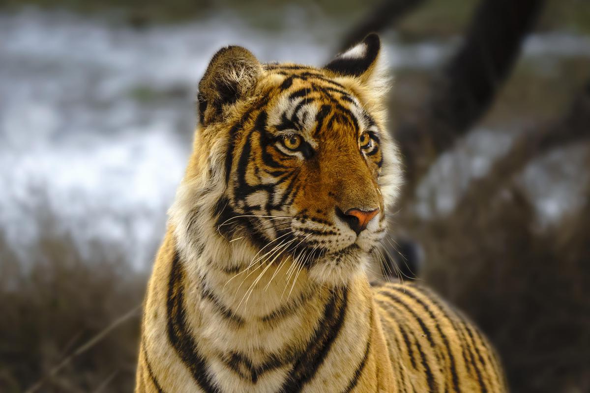 Image of Water, Tiger, Terrestrial animal, Bengal tiger, Siberian tiger, Felidae etc.