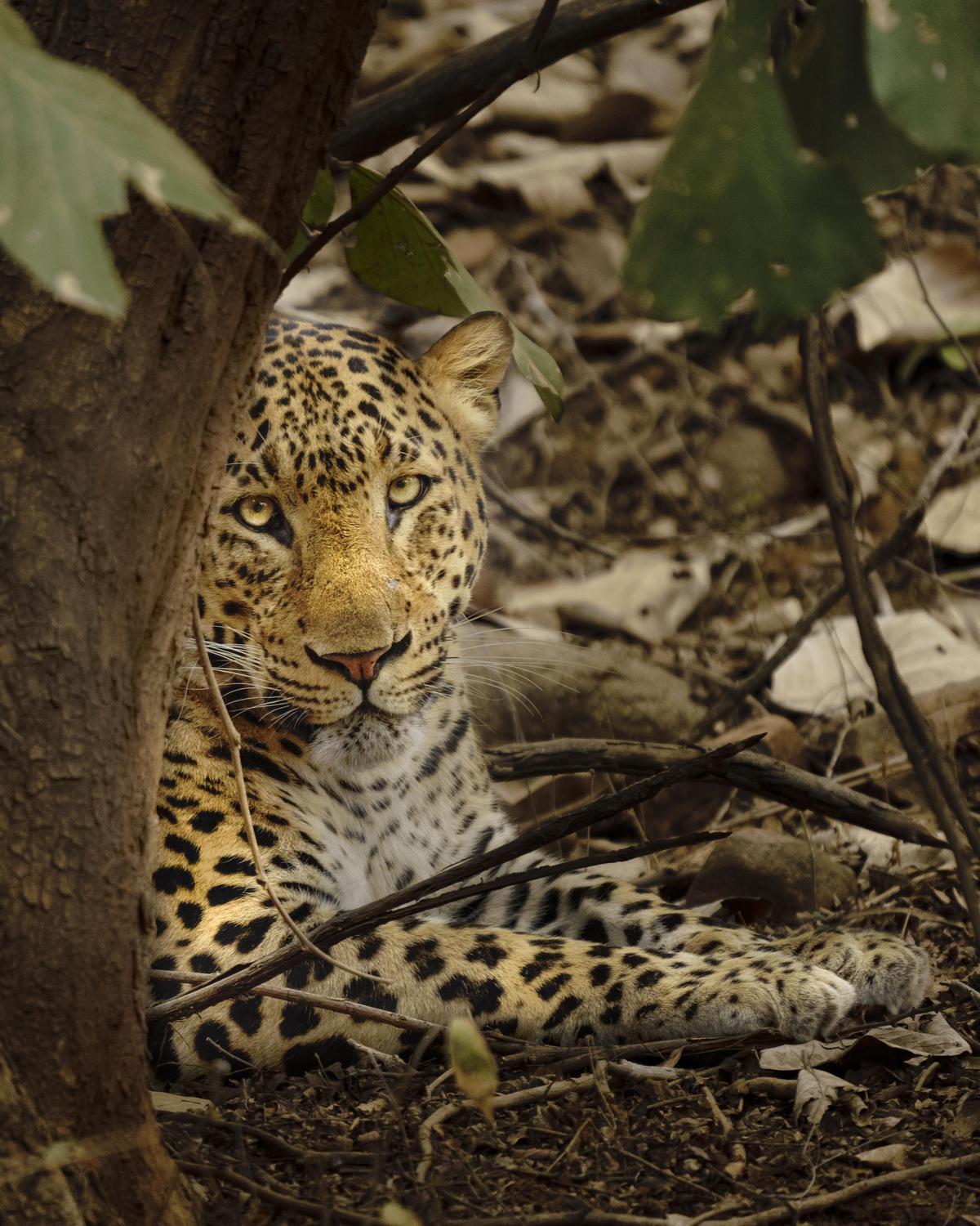 Image of Tree, Organism, Felidae, Plant, Eye, Big cats etc.