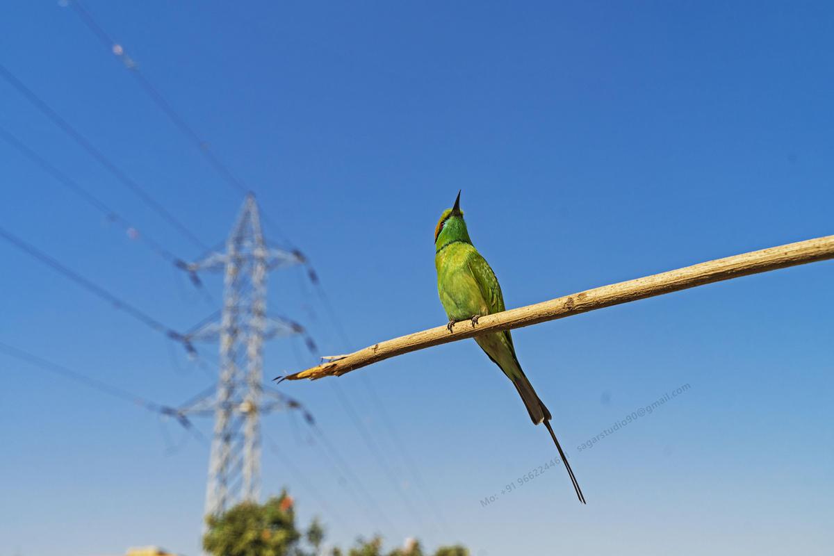 Image of Sky, Bird, Beak, Wing, Feather, Twig etc.