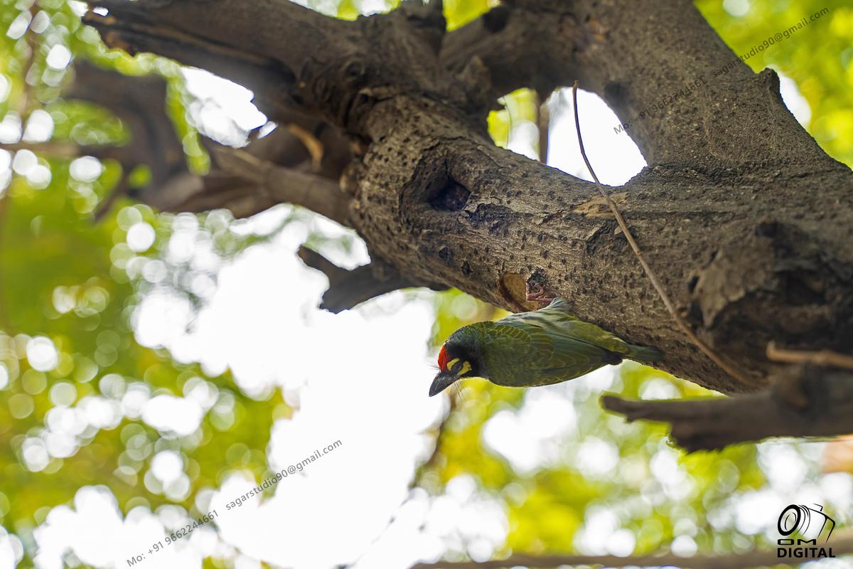 Image of Nature, Tree, Branch, Organism, Bird, Botany etc.