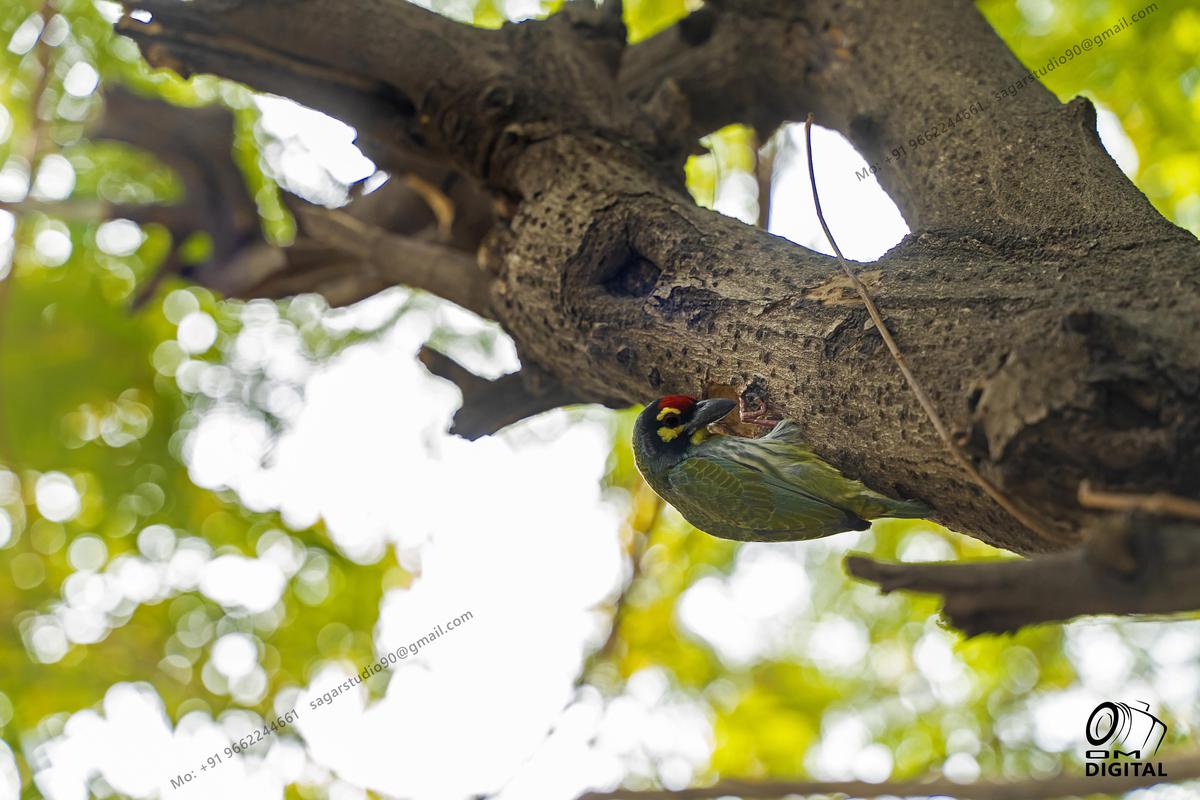 Image of Tree, Branch, Organism, Plant, Eye, Twig etc.