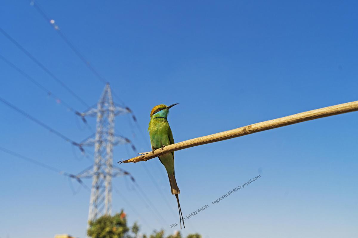 Image of Sky, Plant, Bird, Beak, Feather, Twig etc.