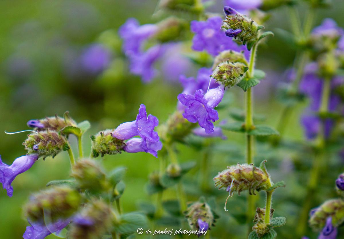 Image of Petal, Purple, Plant, Flower etc.