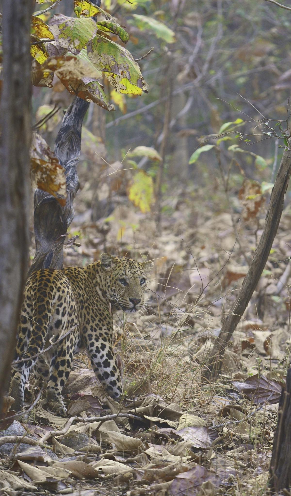 Image of Adaptation, Terrestrial animal, Felidae, Leaf, Plant community, Carnivore etc.