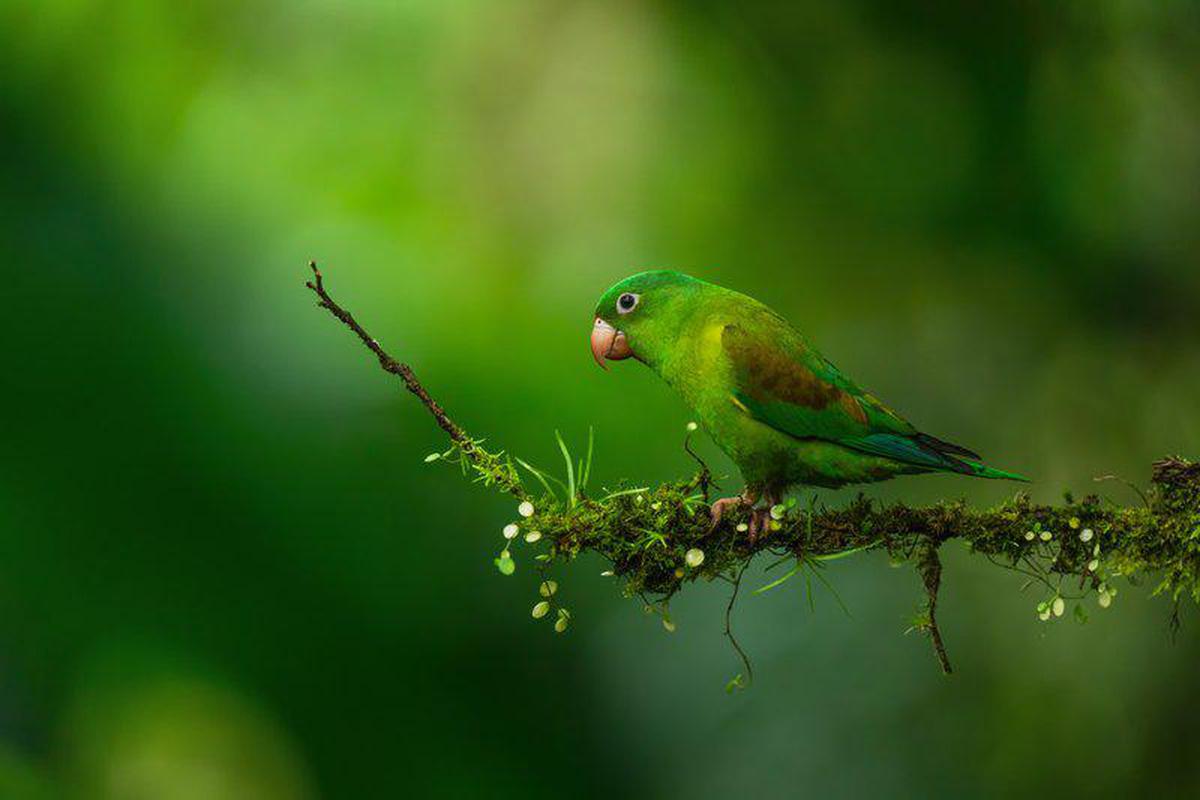 Image of Plant, Bird, Beak, Feather, Twig, Terrestrial plant etc.