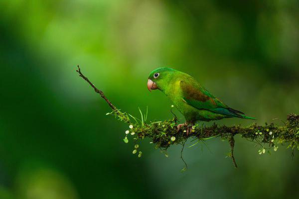Image of Plant, Bird, Beak, Feather, Twig, Terrestrial plant etc.