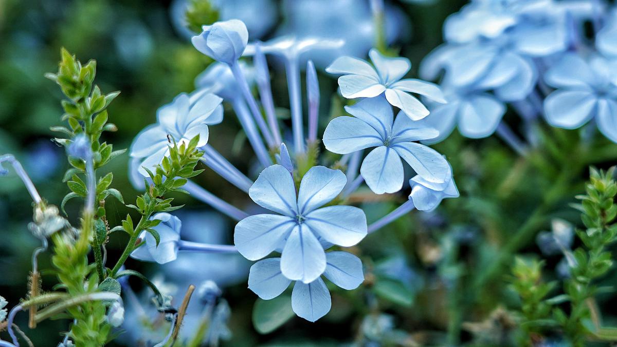 Image of Flower, Flowering plant, Petal etc.
