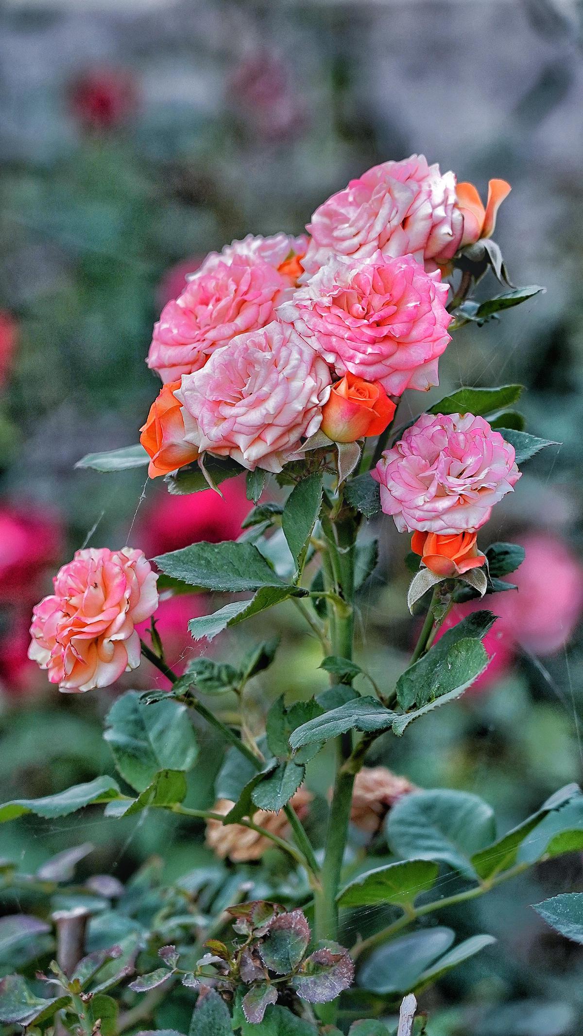 Image of Pink, Plant, Flower, Botany, Peach, Flowering plant etc.
