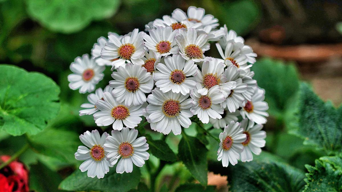 Image of Flower, Botany, Petal etc.