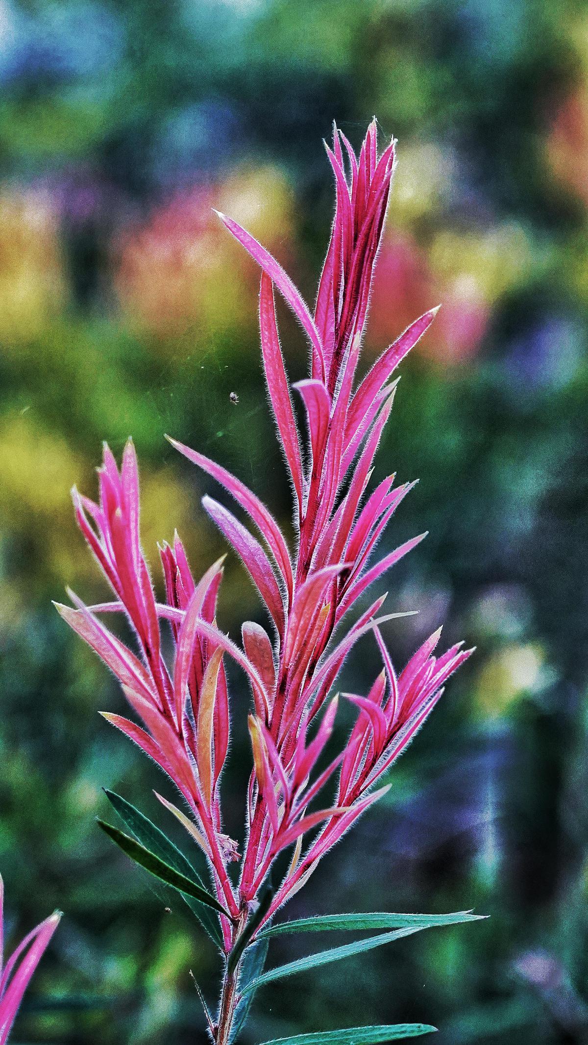 Image of Pink, Magenta, Red, Flower, Botany, Colorfulness etc.