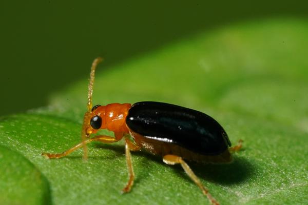Image of Insect, Arthropod, Beetle, Soldier beetle etc.