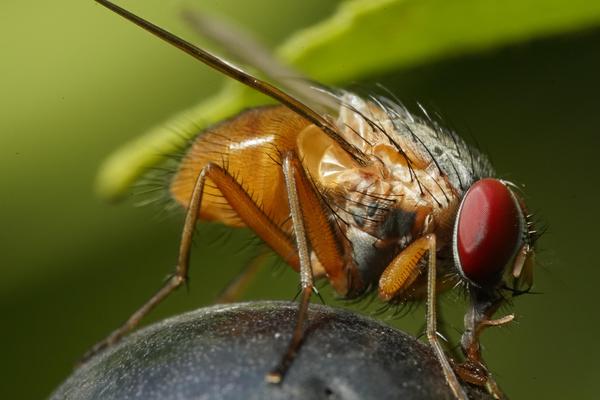 Image of Plant, Insect, Arthropod etc.