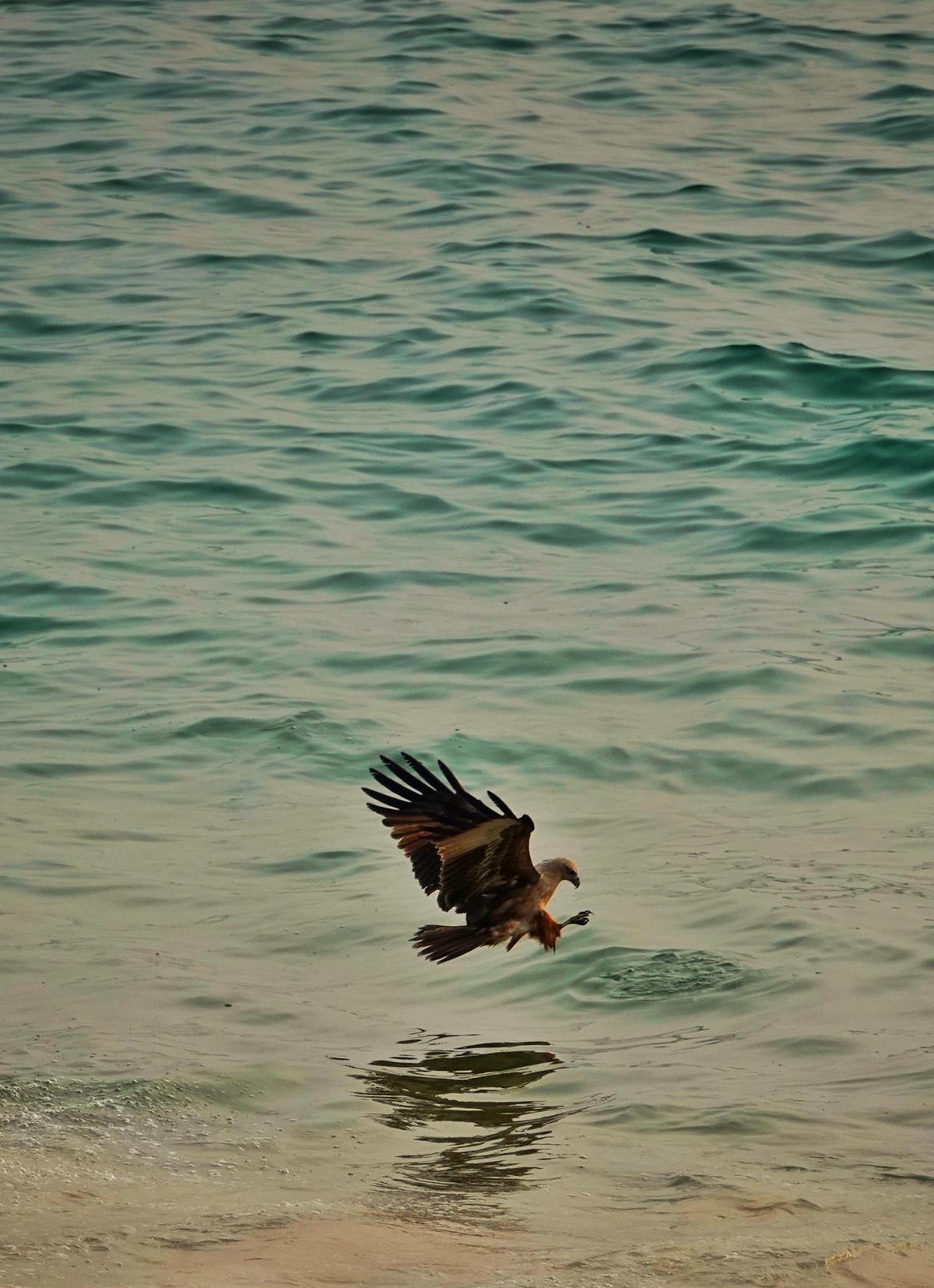 Image of Water, Bird, Beak etc.