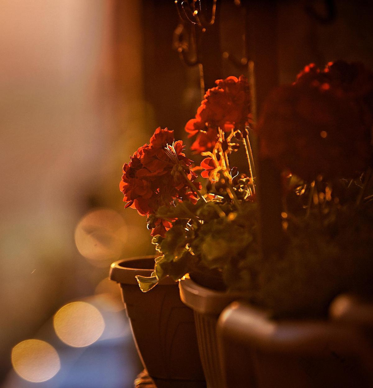 Image of Light, Red, Still life photography etc.