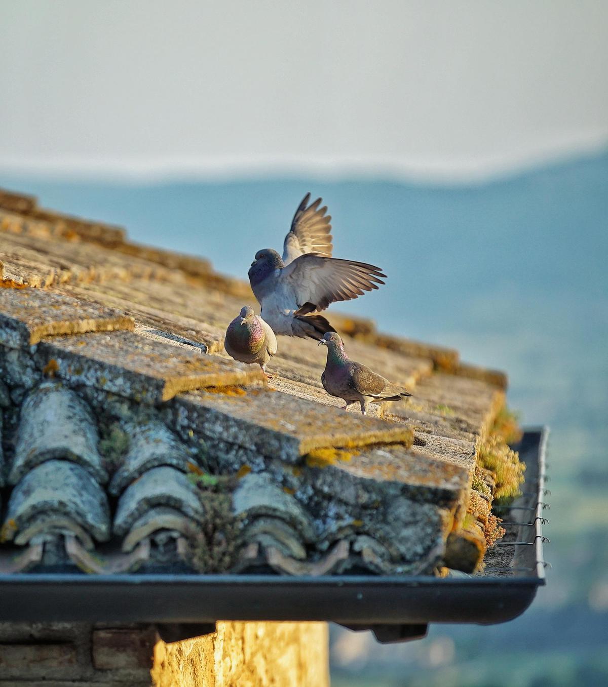 Image of Sky, Bird, Wing etc.