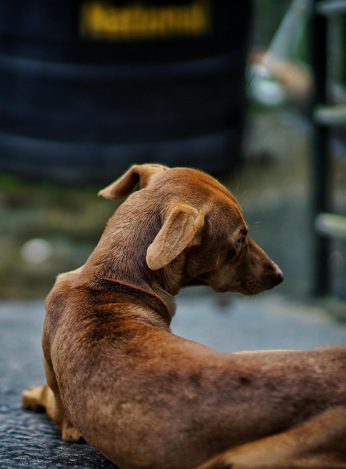 Image of Carnivore, Canidae, Dog, Dog breed etc.