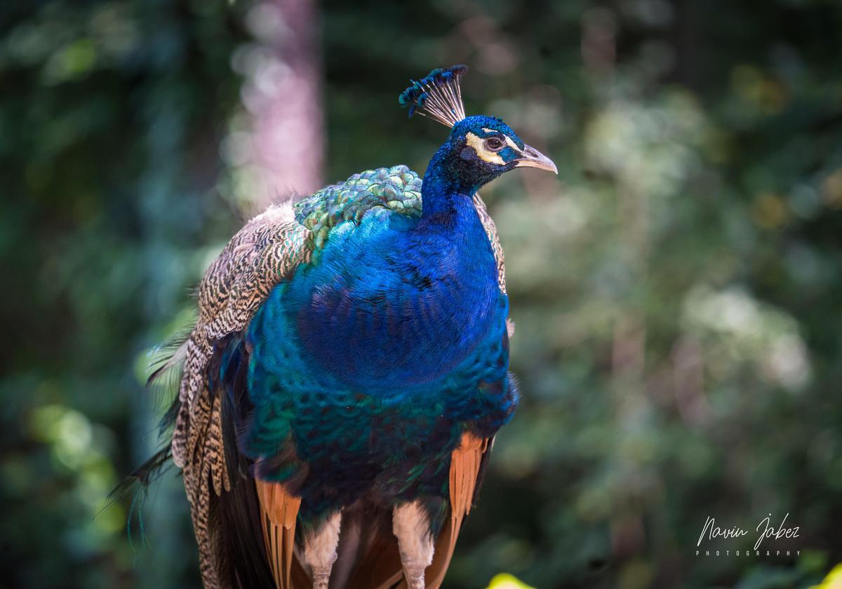 Image of Bird, Beak, Feather, Peafowl, Galliformes, Phasianidae etc.