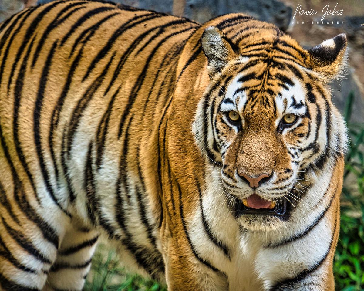 Image of Temple, Organism, Tiger, Bengal tiger, Mammal, Siberian tiger etc.