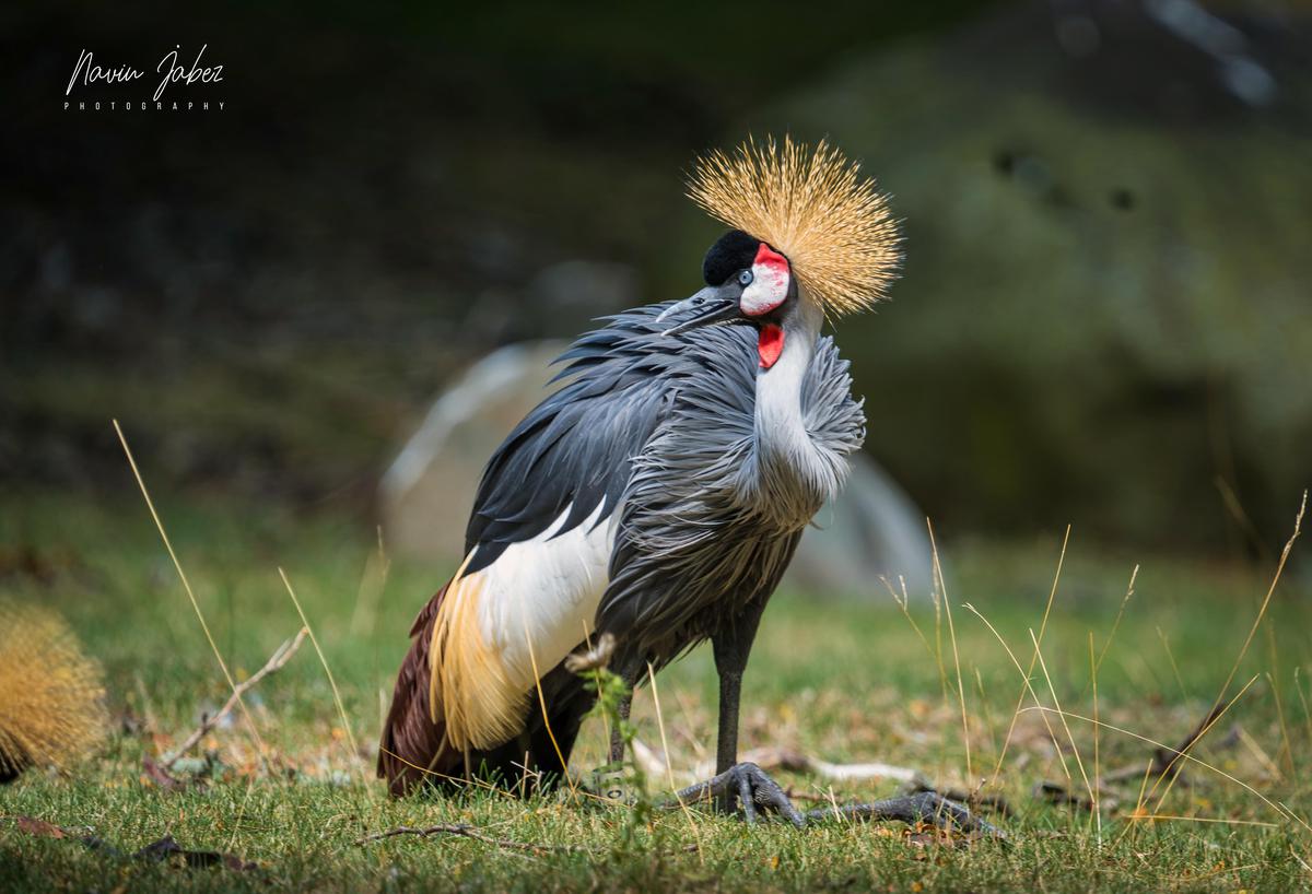 Image of Terrestrial animal, Bird, Beak, Grass, Galliformes, Phasianidae etc.