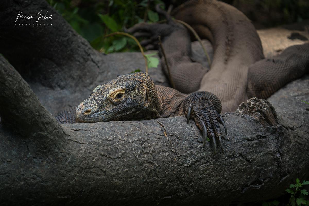 Image of Reptile, Head, Organism, Vertebrate, Plant, Eye etc.