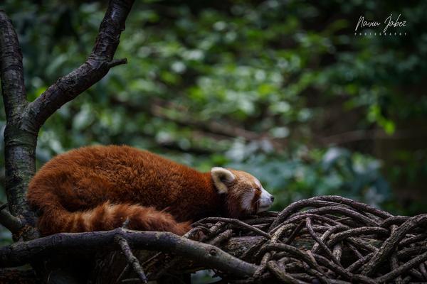 Image of Branch, Organism, Wood, Biome, Twig, Carnivore etc.