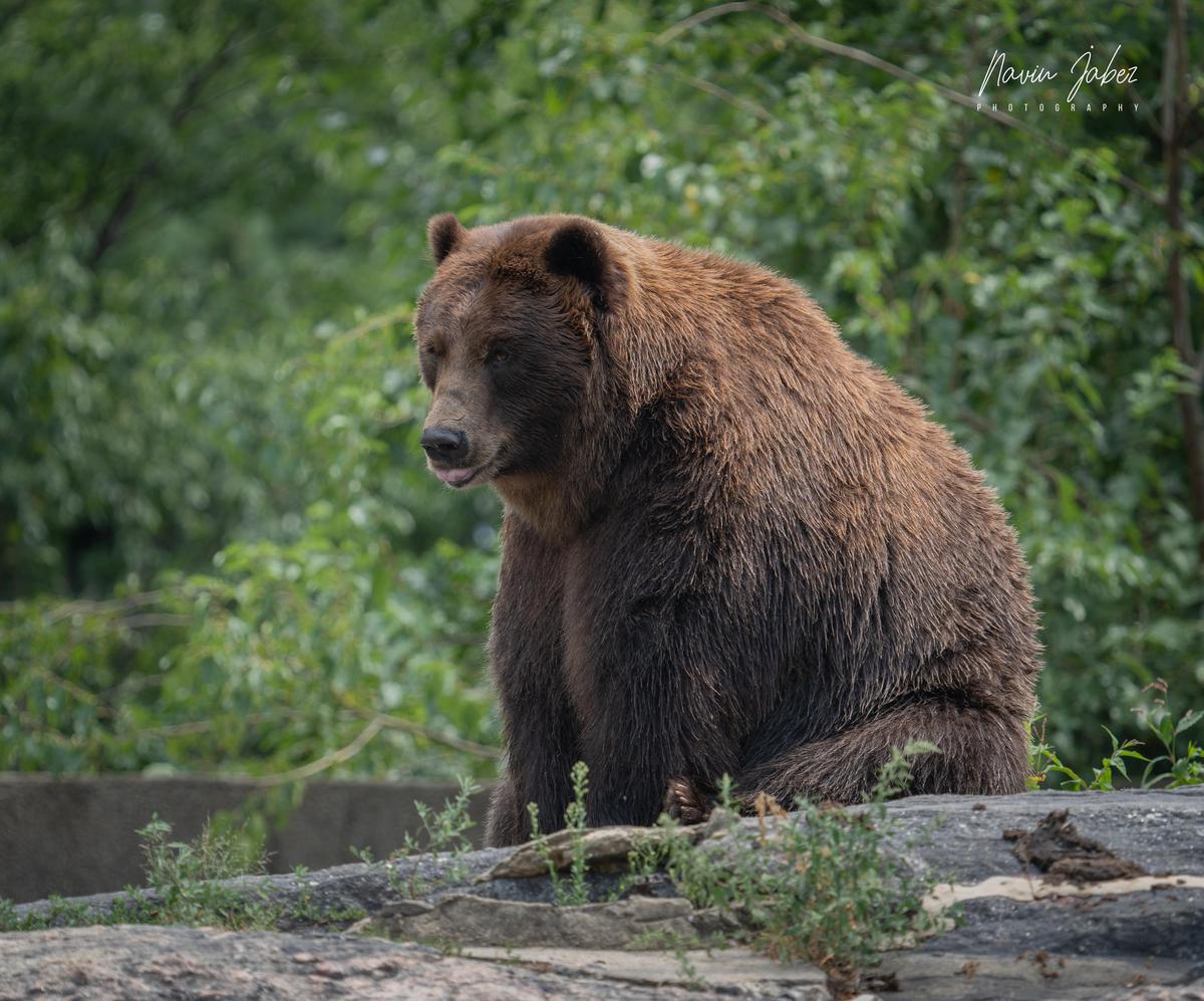 Image of Tree, Plant, Carnivore, Kodiak bear, Brown bear, Grizzly bear etc.