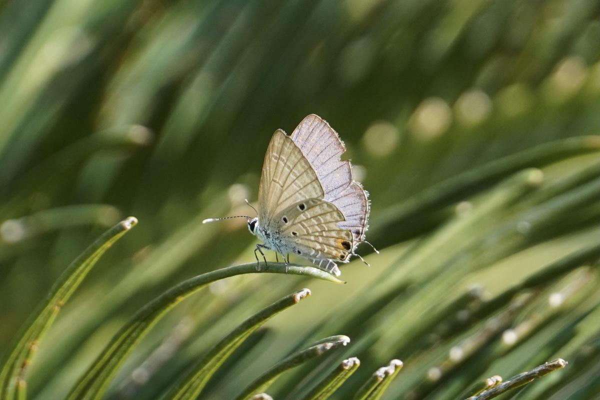 Image of Plant, Grass, Insect, Arthropod, Terrestrial plant, Butterfly etc.