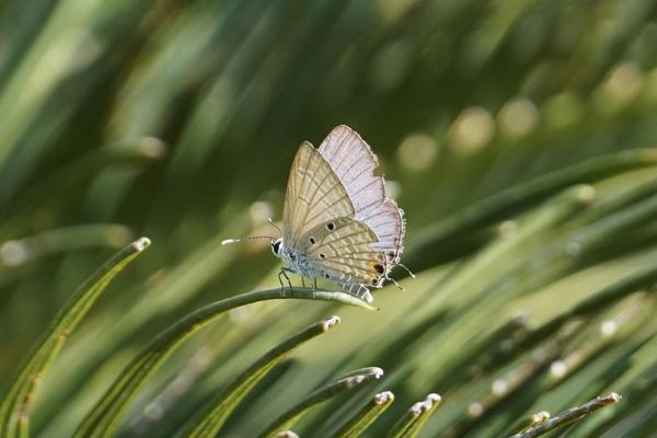 Image of Plant, Grass, Insect, Arthropod, Terrestrial plant, Butterfly etc.
