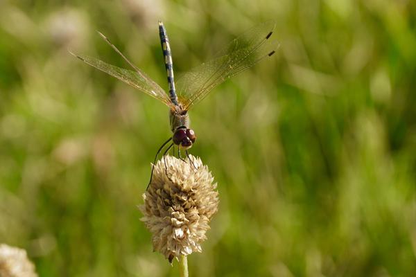 Image of Plant, Flower, Insect, Arthropod, Pollinator etc.
