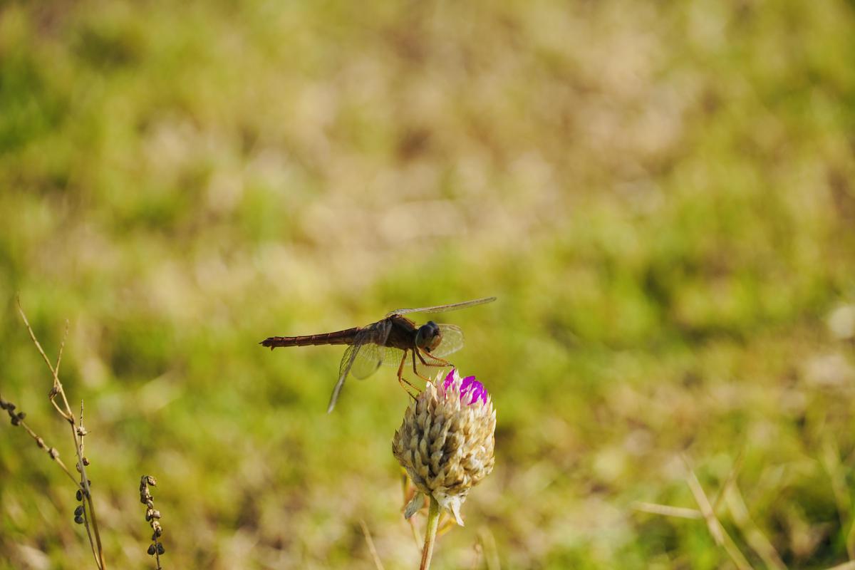 Image of Plant, Flower, Beak, Grass, Insect, Dragonfly etc.