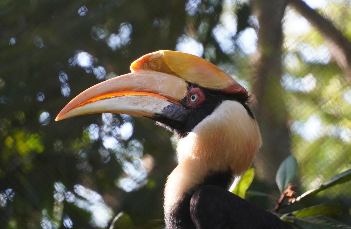 Image of Bird, Beak, Terrestrial plant, Toucan etc.