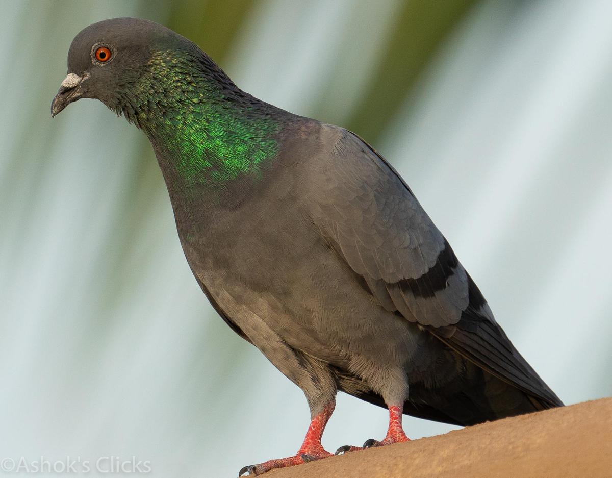 Image of Vertebrate, Bird, Beak, Pigeons and doves, Rock dove, Feather etc.