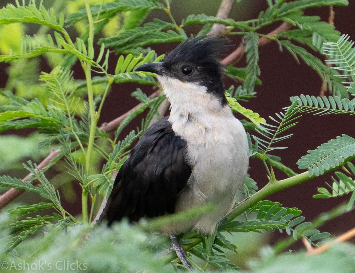 Image of Vertebrate, Bird, Beak etc.