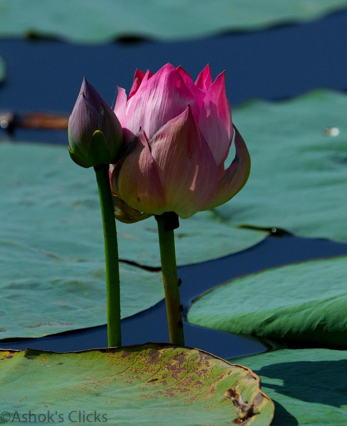 Image of Sacred lotus, Pink, Vegetation, Terrestrial plant, Petal, Botany etc.